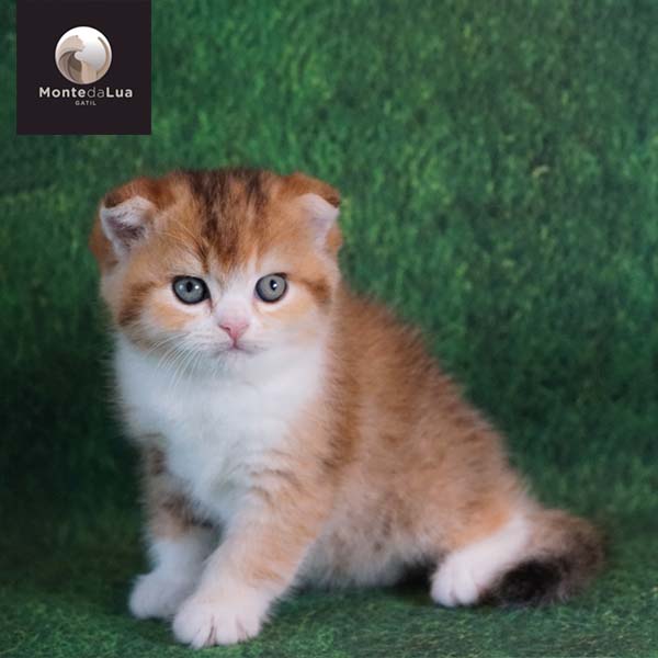 barb+wall_02 03